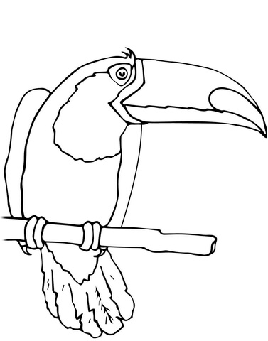 Toucan Bird Coloring Page